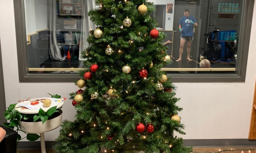 A decorated Christmas Tree with Carlos Gracie's portrait and an Easton Muay Thai student in the background.